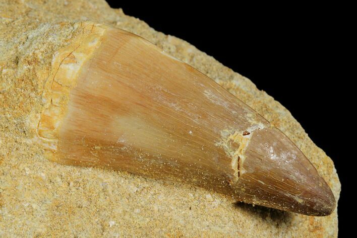 Mosasaur (Mosasaurus) Tooth In Rock - Morocco #179338